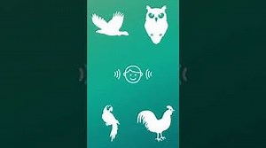 ? Birds in German & English Bird Names