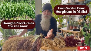 The Ultimate Sorghum And Millet Guide: From Planting To Processing And Everyday Uses Pt.3