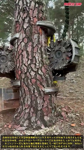 大型ハーベスタによる驚異の林業伐採作業 #forestry #harvester #logging #machinery #woodworking