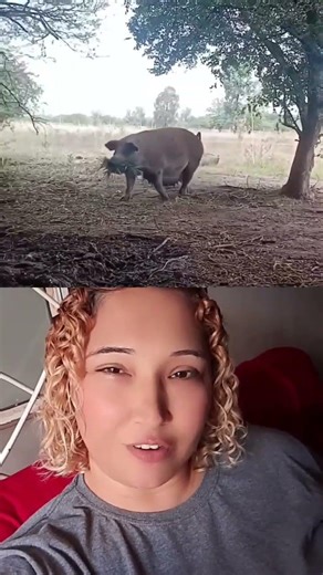 porca fazendo seu ninho para dar a luz seus filhos