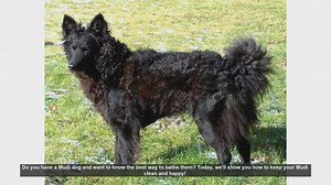 How to Bathe Your Mudi Dog: Step-by-Step Guide