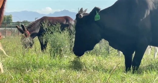 Cow escapes slaughterhouse, finds herself at Phoenix-area animal sanctuary