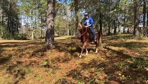 🚨TRANSFORMATION OF A LIFETIME ALERT!!!🚨 Meet Nacoma, a 5-year-old BLM Mustang mare, who won our Bad Horse Challenge - Bucking Category. Basically we had the public send us videos of the worst horses they had, the lost causes, the undesirables and whoever won we would give free training to them and hopefully a second chance at life! Well Miss Nacoma won and it was her 3rd or 4th chance at life as many people and trainers had tried to get her on the right path with no luck. When she came she was