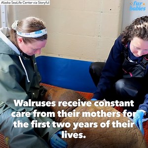 This 1-month-old walrus receives a 24-hour prescription for cuddles. ❤️ https://gma.abc/3VGR2sx | Good Morning America