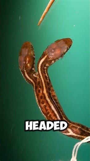 Snake Facts You’ve Never Heard Of! The Last One Will Shock You! 🐍😱