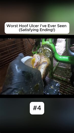 Worst Hoof Ulcer l've Ever Seen (Satisfying Ending!)#hoofgp #theherd #hoofeimme