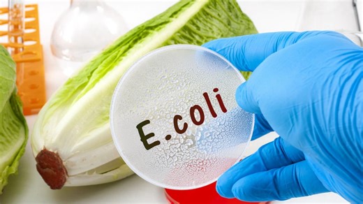 Cum sunt contaminate alimentele cu E. coli. Care este cea mai comună sursă de infectare