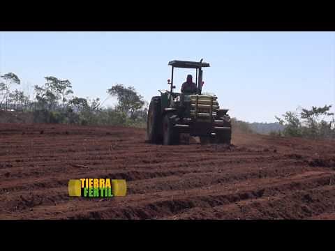 TIERRA FÉRTIL TV-SIEMBRE,PRODUCCIÓN Y EMPAQUE DE PIÑA EN CD. ISLA VERACRUZ (04.02.17)