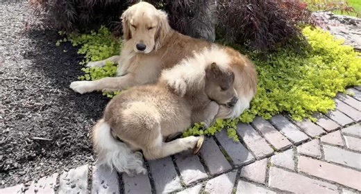 Rescued Dwarf Mini Horse Begins to Thrive After Meeting His Dog Siblings