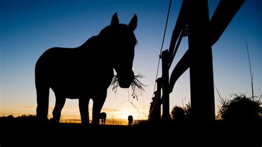 Todesdrama beim Reiten: Frau (†22) wird hunderte Meter von Pferd mitgeschleift – tot