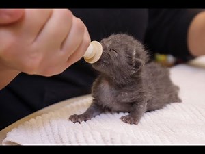 Michigan Humane's Kitten Program: Kitten Foster Care 101 (Part 2)