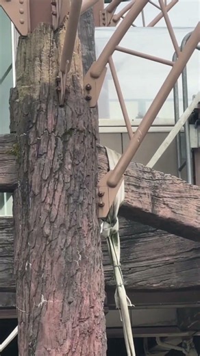 チンパンジーの子ども 旭山動物園 / Asahiyama Zoo.