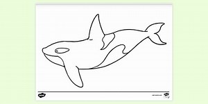 Orca Killer Whale Normal Eye Colouring Sheet