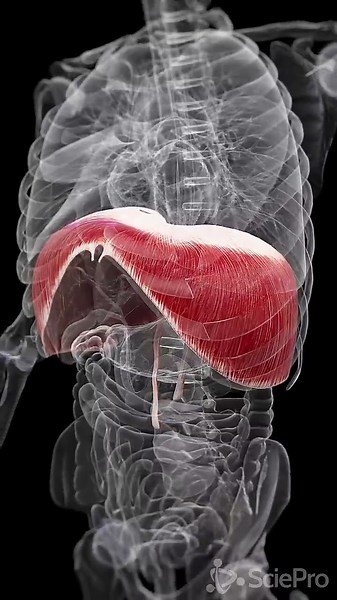 🌬️ Deep Dive into the Diaphragm 🌬️ #anatomy #meded #3danimation