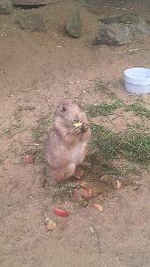 Watch the adorable Prairie Dogs tuck into lunch in their enclosure...How cute! | Lightwater Valley Family Adventure Park
