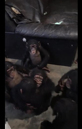 Baby chimps hugging party #monkey #babychimp #chimpanzee #huggies