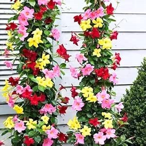 4 Mix Mandevilla Plants Live, Trailing Mandevilla Vine for Outdoor Planting, 4-6 Inch Tall Live Flowering Vine for Trellis or Containers
