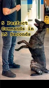 Dutch Shepherd Performs 5 Perfect Commands During Obedience!🤩#k9protection #bitework #guarddog #k9
