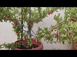 how to grow cherry plant। cherry tree