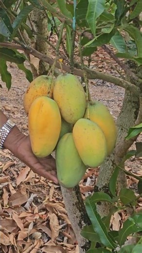 എന്താണ് ഈ ബാരി 11?