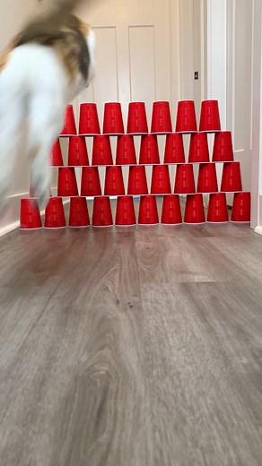 Biskit tried to jump HIGH! | Biskit The Calico