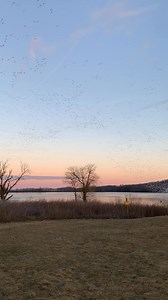 2K views · 11 reactions | Middle Creek Snow Geese Migration  Each...