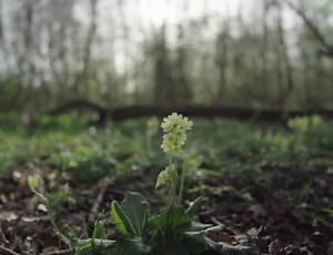 23K views · 302 reactions | Spring is in the air!  Have you heard the symphony of birdsong in the morning or spotted the tulips peeking through the soil? Let us know what signs of spring you've encountered! Let's welcome this season of renewal together. | RSPB | Facebook