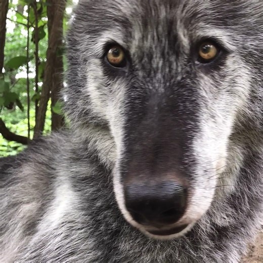 Your up-close moment of beauty 🐺 | Wolf Conservation Center