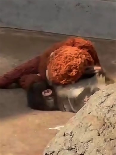 Baby Punch: Adorable Moments with Japanese Macaque