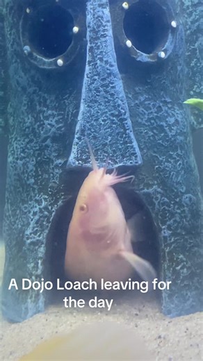 Stop scrolling and appreciate the smallest of the dojo loaches at Loach Lane #dojoloach #aquarium #petsoftiktok