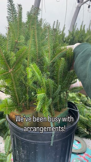 We’ve been busy decking the halls! Our crew has been creating beautiful holiday arrangements just for you. Each one has been handcrafted with care and loaded with festive charm. We’ve got all sorts of sizes, styles, and designs, and we’ll be creating right up until December 22. These arrangements make a gorgeous addition to your home and an amazing gift for someone special. Stop by and see what our team has been crafting… your perfect holiday arrangement is waiting! 🎄 | Lester's Farm Market