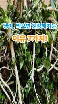 몸에 보약 같은 봄나물, 냉이! 효능부터 주의사항까지 알아보세요 #냉이 #봄나물효능 #냉이효능 #건강정보 #간건강 #눈건강 #봄철건강 #항산화 #면역력강화 #냉이먹는법 #봄나물추천