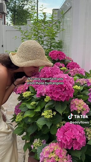 Essential Tips for Planting Clearance Hydrangeas