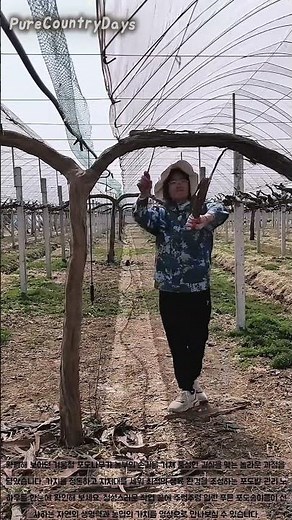 포도나무 지지대 설치와 놀라운 수확 과정