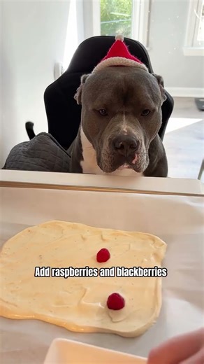 Frozen yogurt bark for your dogs pt2❤️ Ingredients: 2/3 cup plain Greek yogurt 2 tbsp plain pumpkin