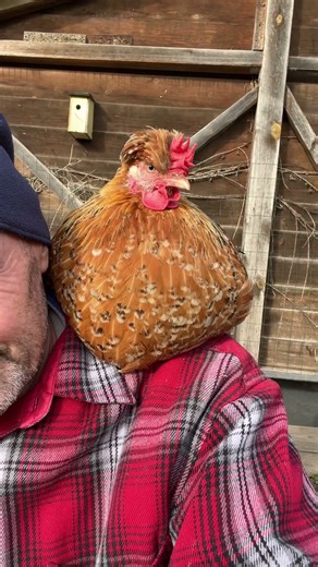 Relaxe au poulailler