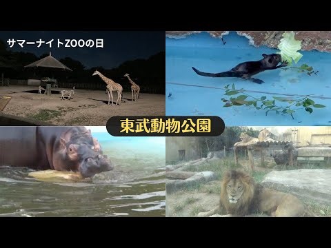 可愛い3つ子のチビーバーちゃん🦫etc. サマーナイトZOOの日 [東武動物公園]