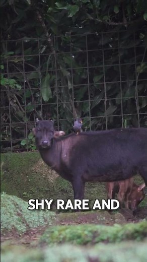 Meet the Anoa The Rare Mini Buffalo of Indonesia!#animalplanetarium #facts#animals#wildlife#nature