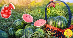 13 moduri de a servi pepenele rosu