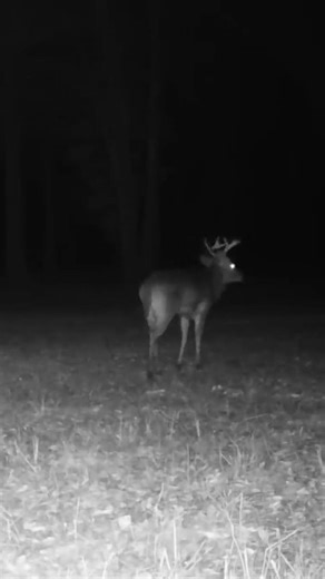 SOUTH ALABAMA BUCK. #deer #hunting #wildlife #deerhunting #bucks #nature #outdoors #bowhunting