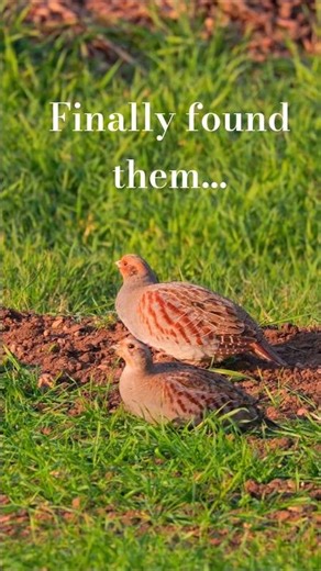 Finally found them! 🕵️‍♂️ Wild Partridge Couple #shorts #wildlife #partridge