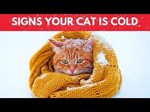 Signs Your Cat is Cold: Winter Care Tips Every Cat Owner Needs!
