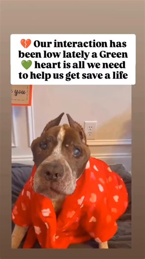 Kindness Paws on Instagram: "Everyone here knows Pappy seymour is serious about his morning snackies. He’s feeling sassy in his new robe 😂 he also says no one judge his booger. He is not a fan of me cleaning his face before snackies. He is mostly blind and picture him snapping turtle style grabbing my hand every time I go to clean it like I’m a cookie 🤦🏻‍♀️ . I will wash his crusty face when he goes into his old man post cookie . This guy brings me so much joy in my life. I’m so thankful for 