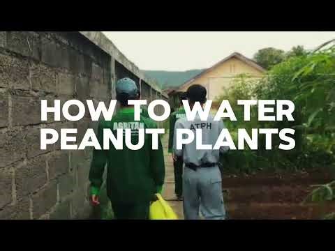 How to Water Peanut Plants Properly