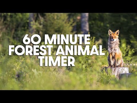 60 Minute Timer - Sixty Minute Forest Animal Timer - Peaceful Bird Alarm Sound