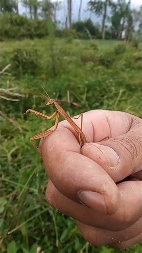 BELALANG SEMBAH MUDA #mikrowildid #hewanunik #insects #belalangsembah #shortsyoutube