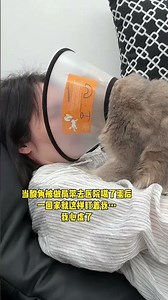 Human's Odd Adventure: Searching for a Little Cat with My Grumpy Feline Friend