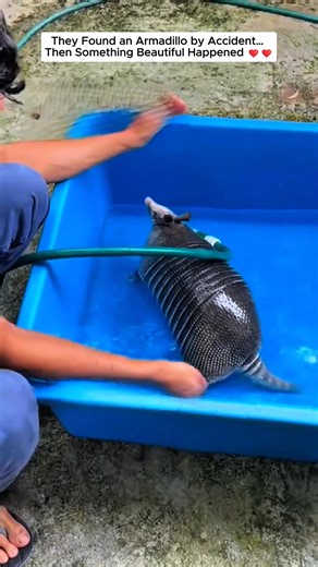 They Found an Armadillo by Accident… Then Something Beautiful Happened... #armadillo #rescue #animal | Animals Stories