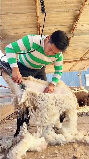 Expert Shearing: Quickly Removing Wool with Electric Clippers