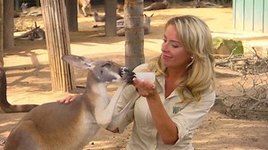 Join The Wildlife Docs’ Rachel Reenstra at Busch Gardens Tampa Bay every weekend on Litton's Weekend Adventure! Check your local ABC listings for details. | Litton's Weekend Adventure